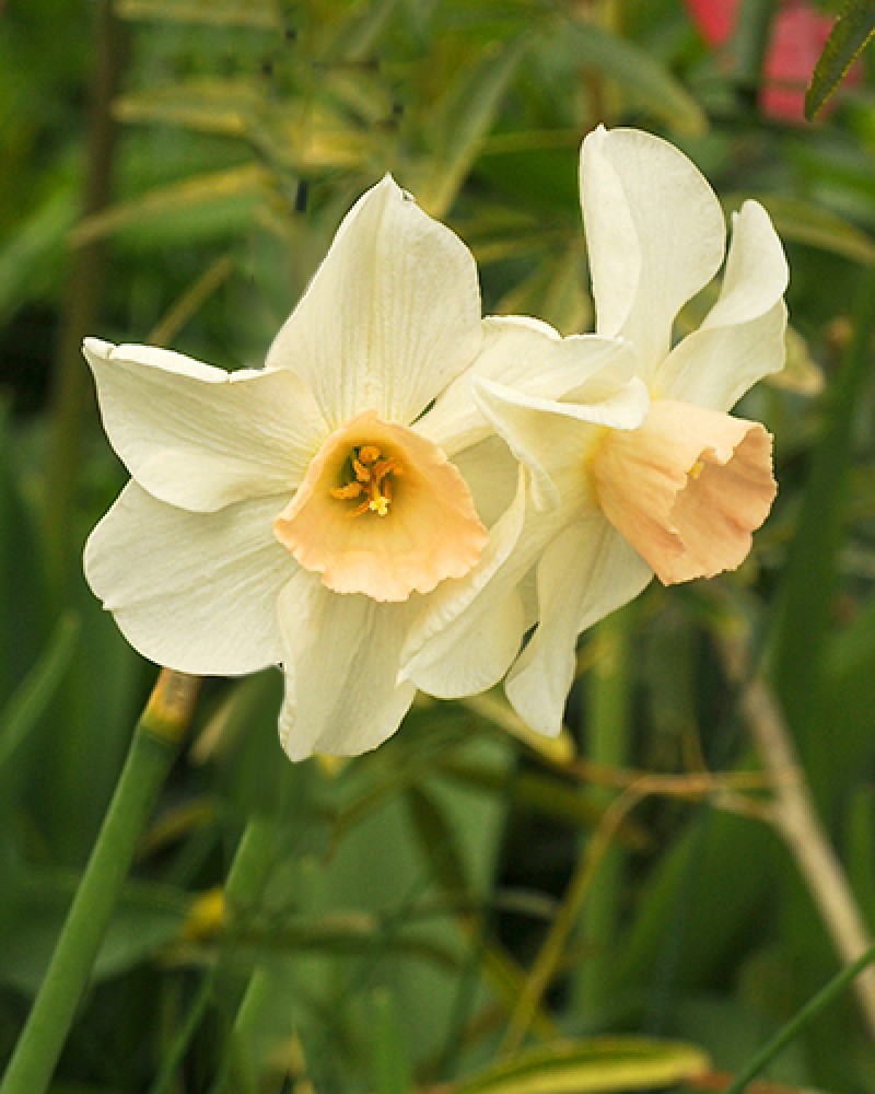 Deze narcis kenmerkt zich door zijn sterke en aangename geur.